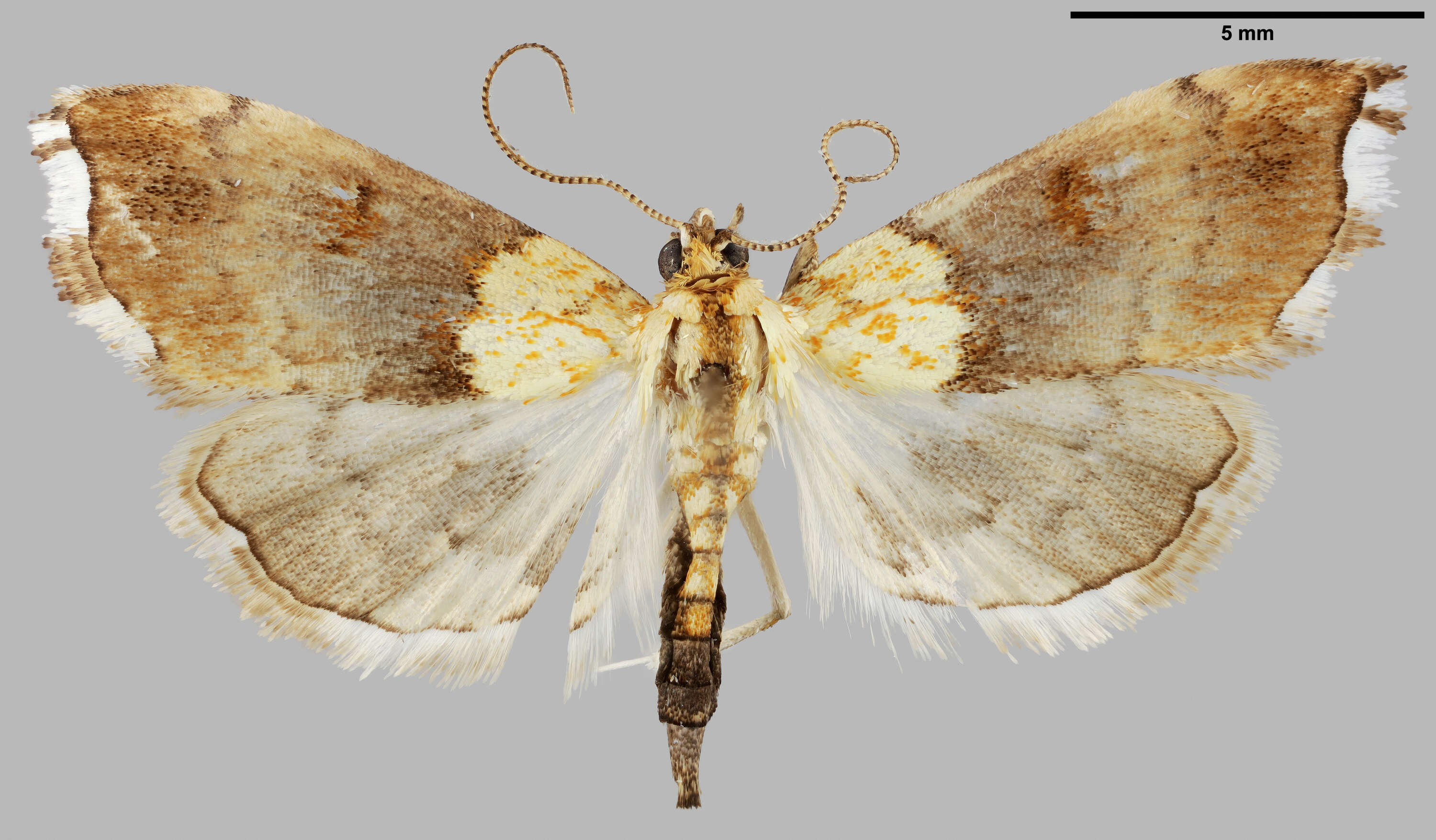 Image of Agrotera nemoralis Scopoli