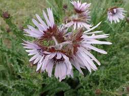 Image of Berkheya purpurea (DC.) Benth. & Hook. fil. ex Mast.