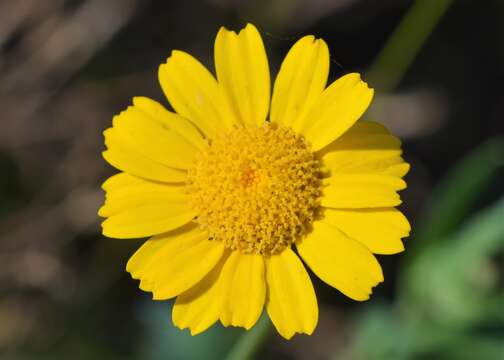 Image of corndaisy