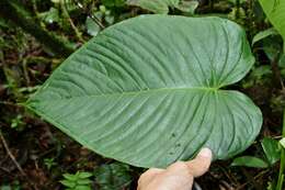 Image of Anthurium coloradense Croat