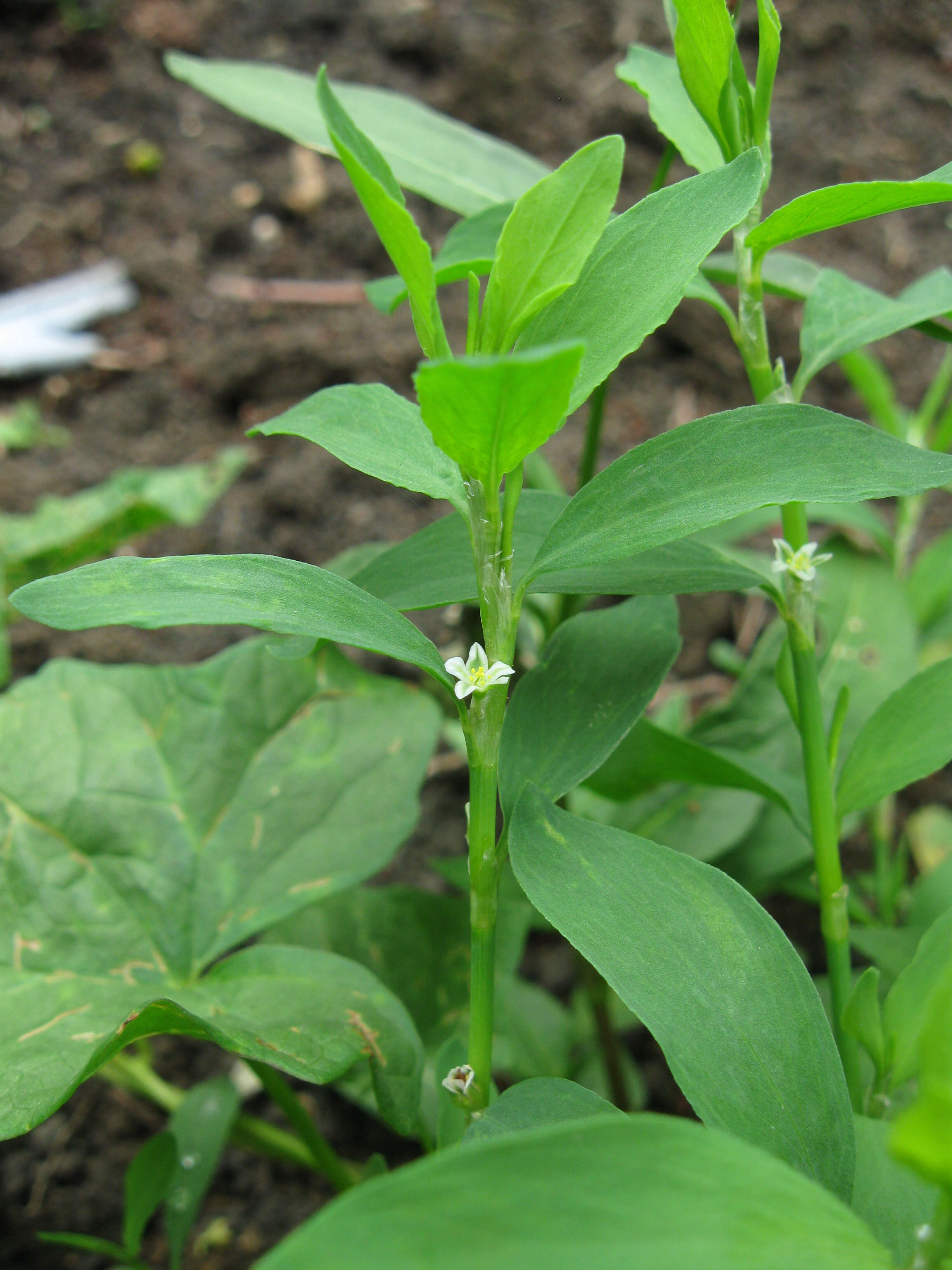 Image of erect knotweed