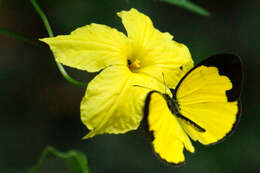 Image of Eurema nilgiriensis Yata 1990