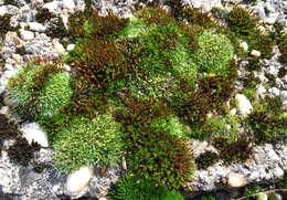 Image of pulvinate dry rock moss