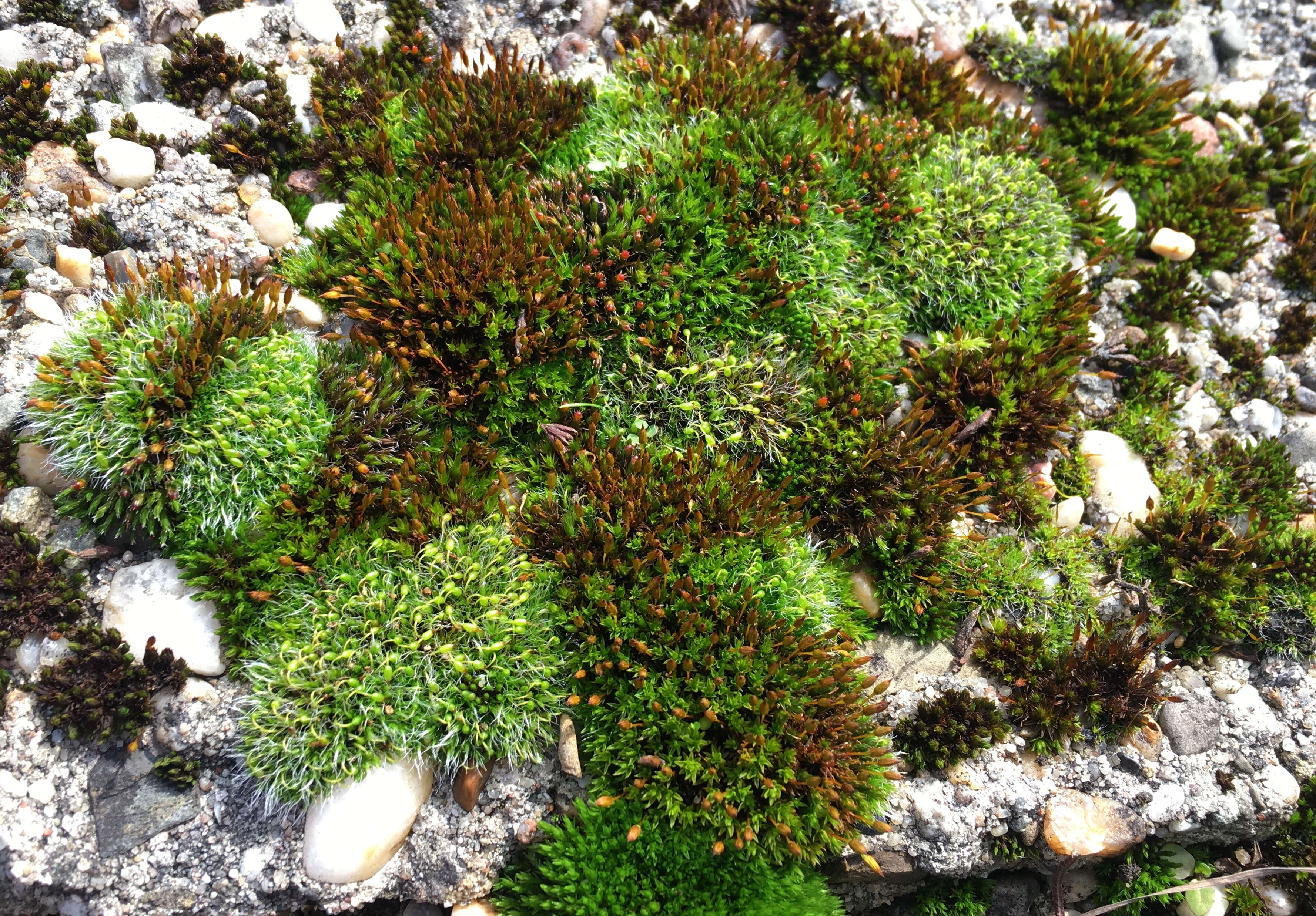 Image of pulvinate dry rock moss