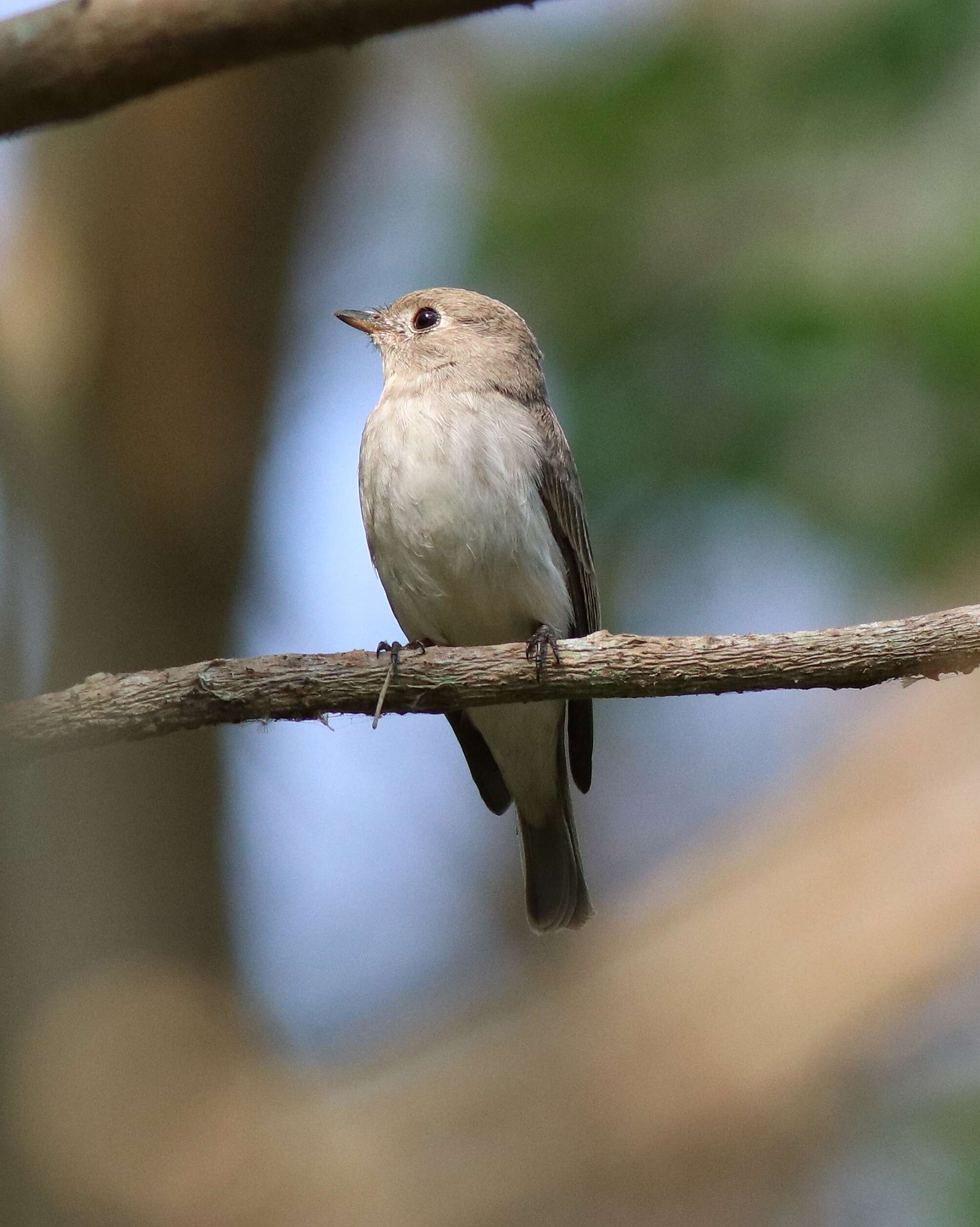 Image of Asian Brown Flycatcher