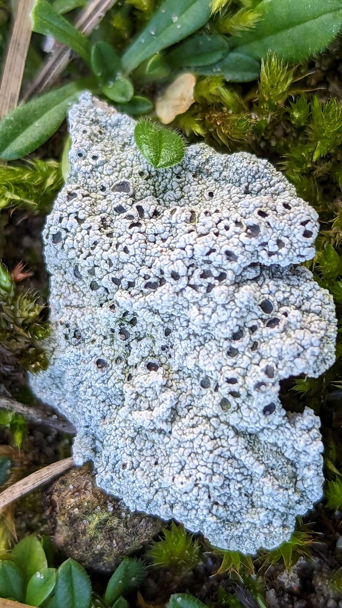 Image of Cow pie lichen