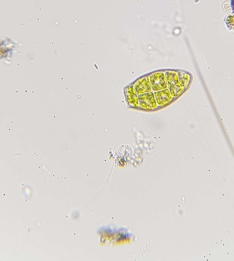 Image of zygodon moss