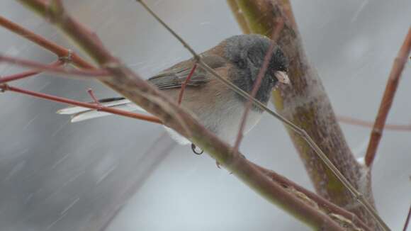 Image of juncos