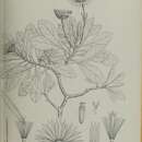 Sivun Pulicaria vieraeoides Balf. fil. kuva
