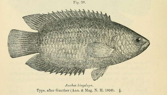 Image of Climbing perch