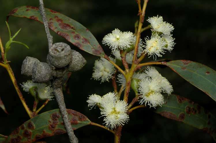 Image de Eucalyptus ebbanoensis Maiden