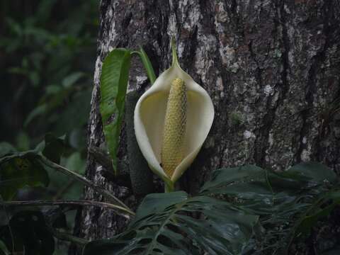 Image of Monstera siltepecana Matuda