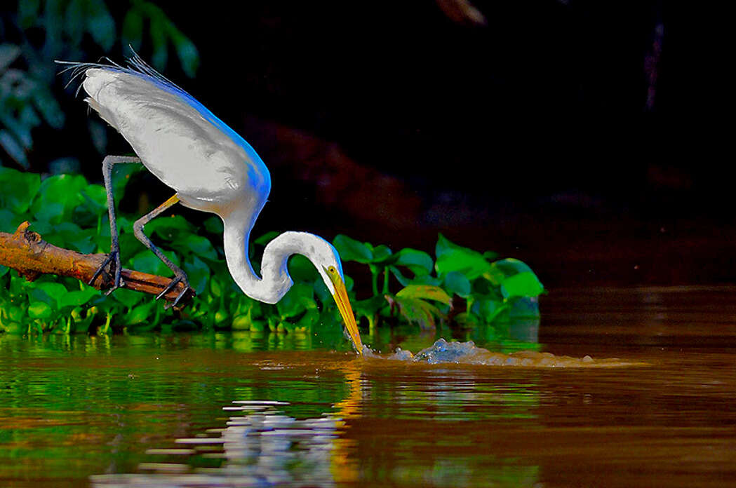 Image of Eastern great egret