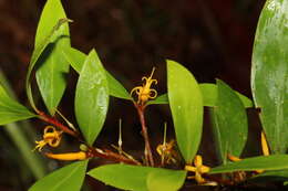 Image of Persoonia iogyna P. H. Weston & L. A. S. Johnson