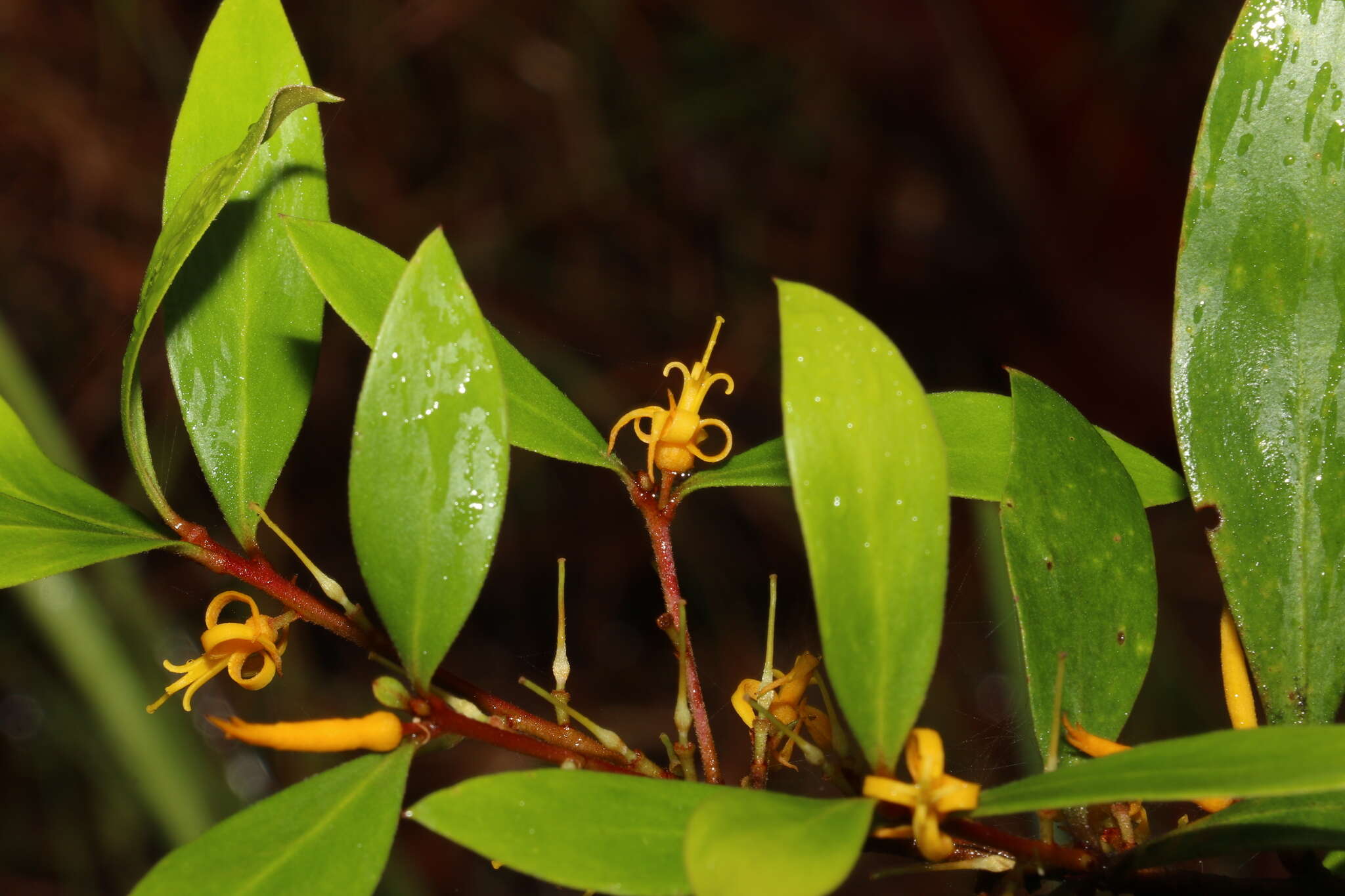 Image of Persoonia iogyna P. H. Weston & L. A. S. Johnson