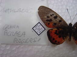 Image de Acraea rogersi Hewitson 1873