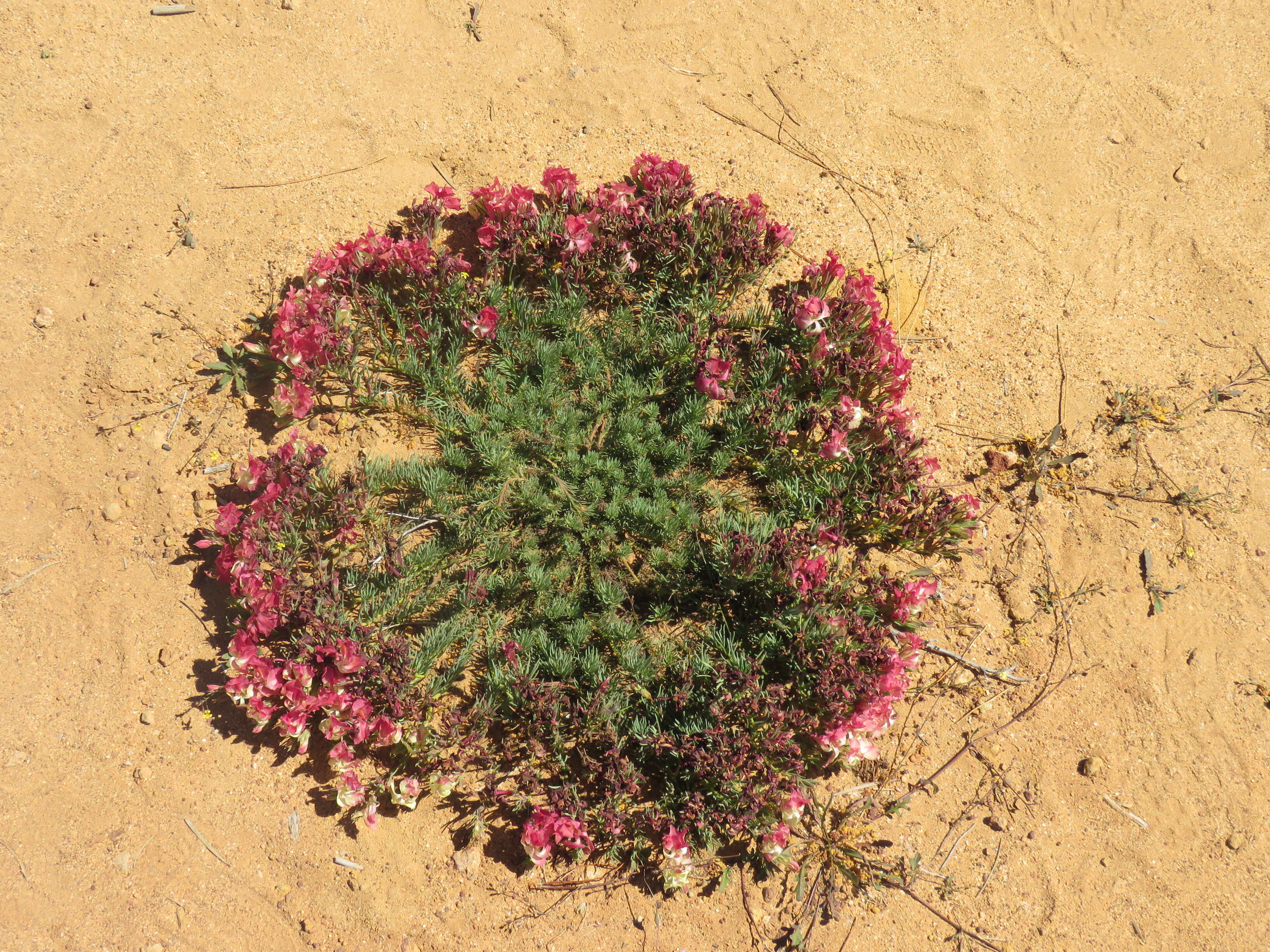 Image of Wreath Flower