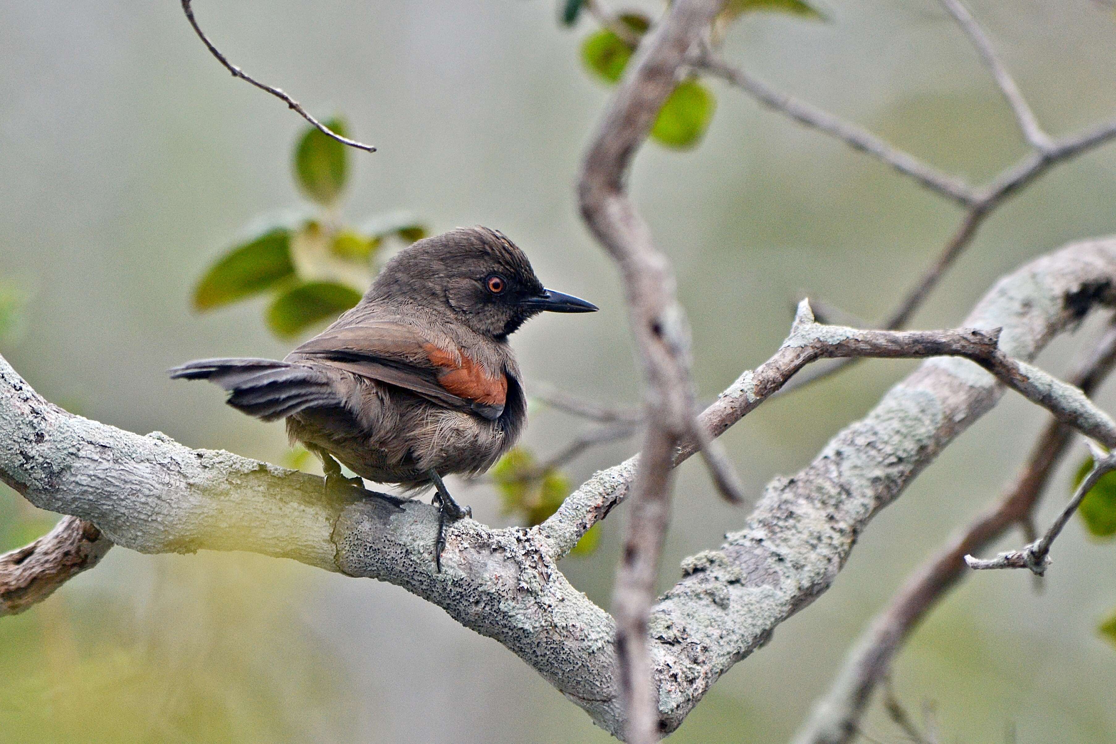 Image of Red-shouldered Spinetail