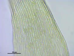 صورة Brachythecium salebrosum W. P. Schimper ex B. S. G. 1853