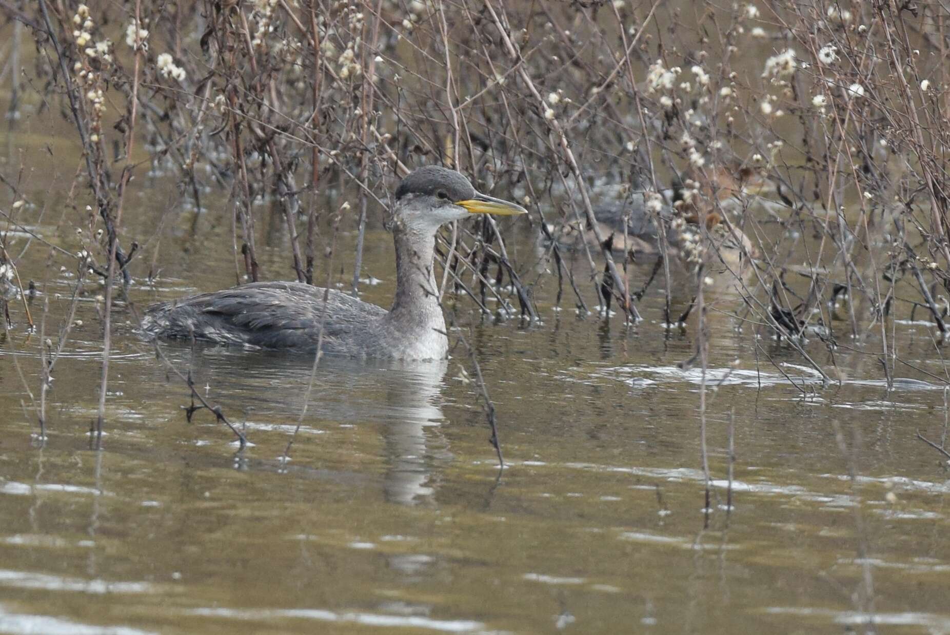 Image of Red-necked Grebe