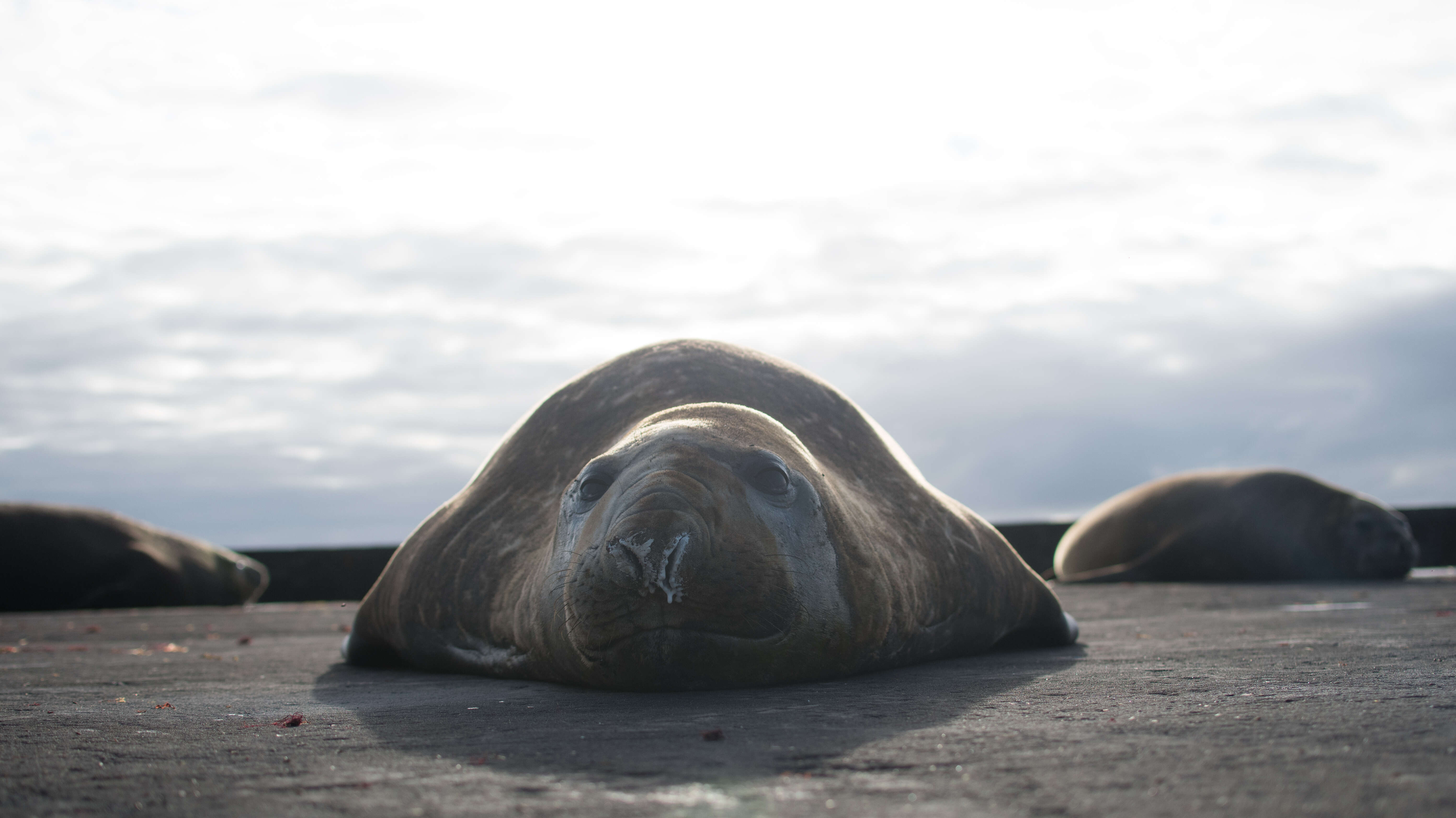 Image of South Atlantic Elephant-seal