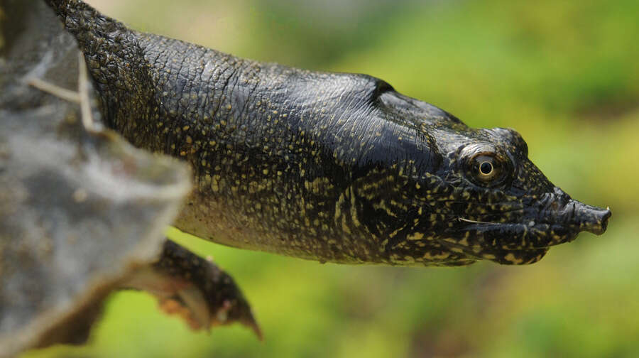 Image of Northern Chinese softshell turtle