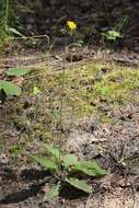 Image of few-leaved hawkweed