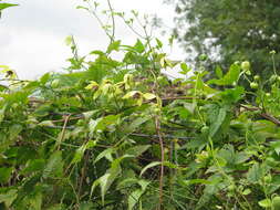 Image of hermitgold clematis