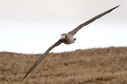 Image of Amsterdam Albatross