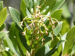 Image of strawberry tree