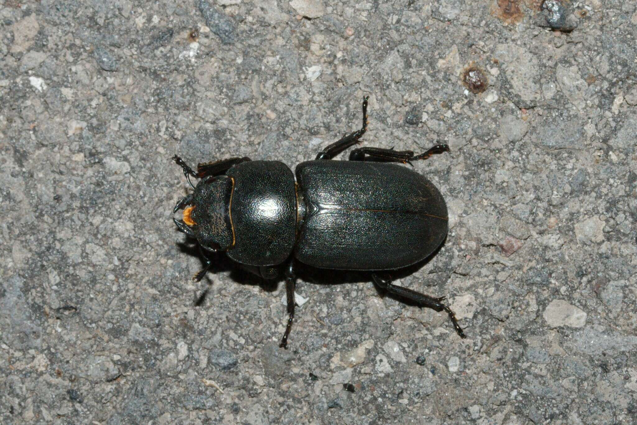 Image of Dorcus parallelipipedus (Linnaeus 1758)