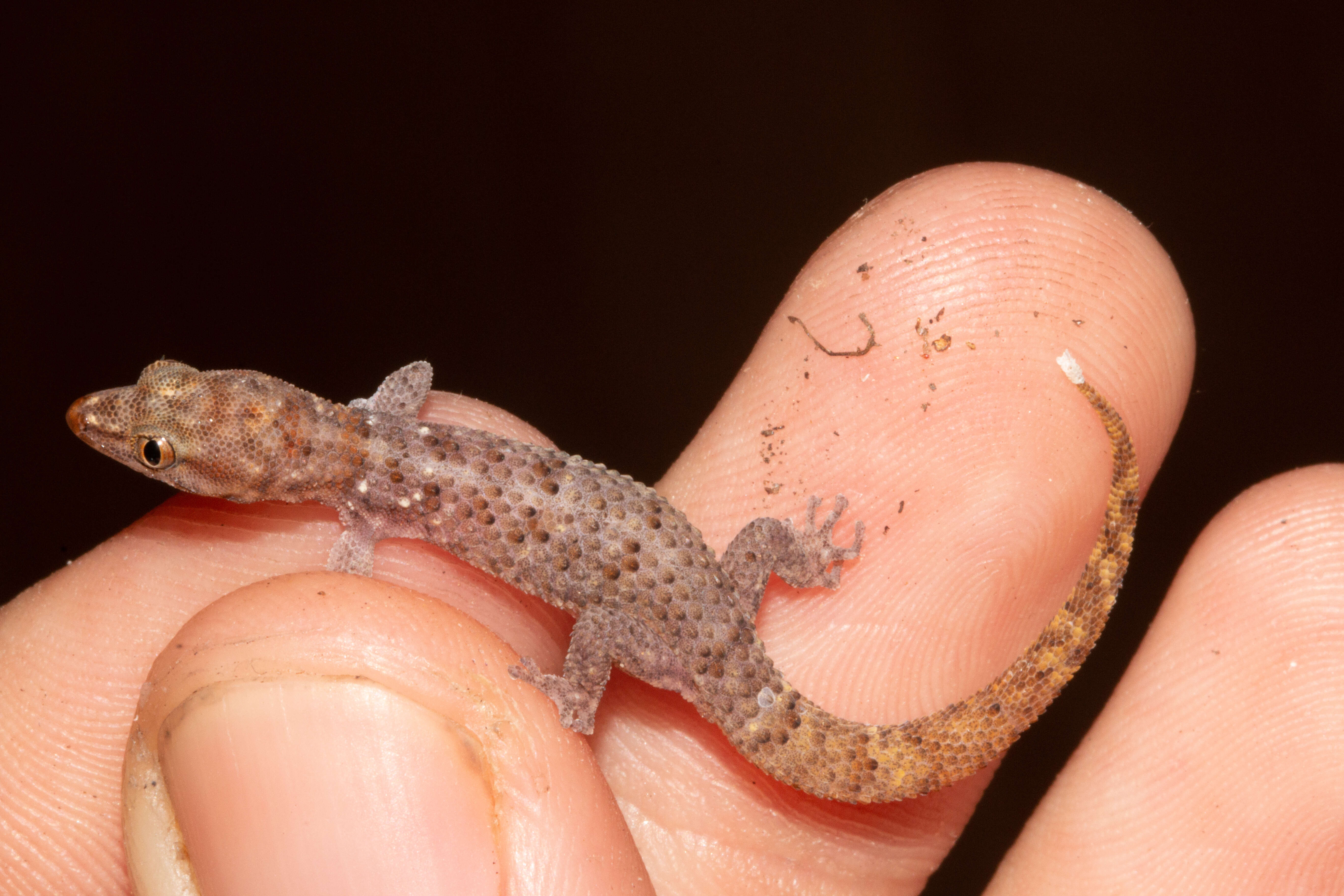Image of Thompson's Least Gecko