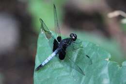 Слика од Erythrodiplax unimaculata (De Geer 1773)