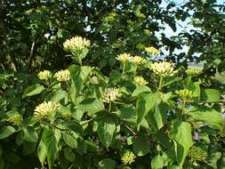 Image of Cornus darvasica (Pojark.) Pilip.