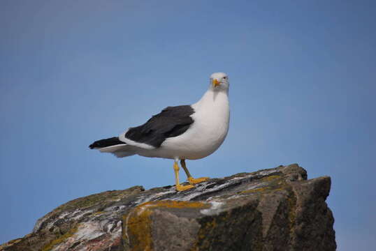 Image of Kelp Gull