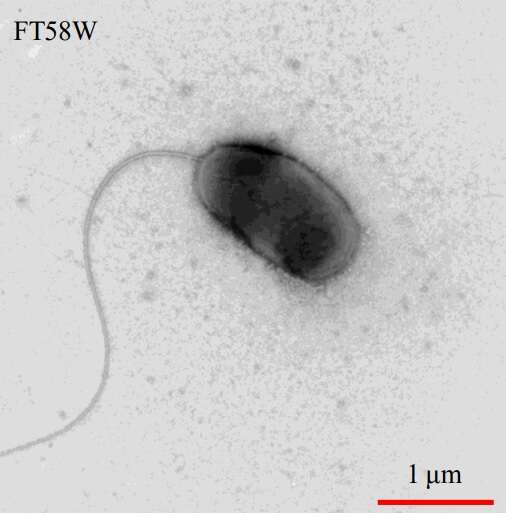 Image of Janthinobacterium aquaticum