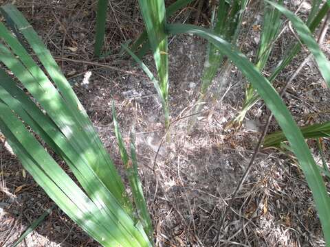 Image of yellow flag, yellow iris