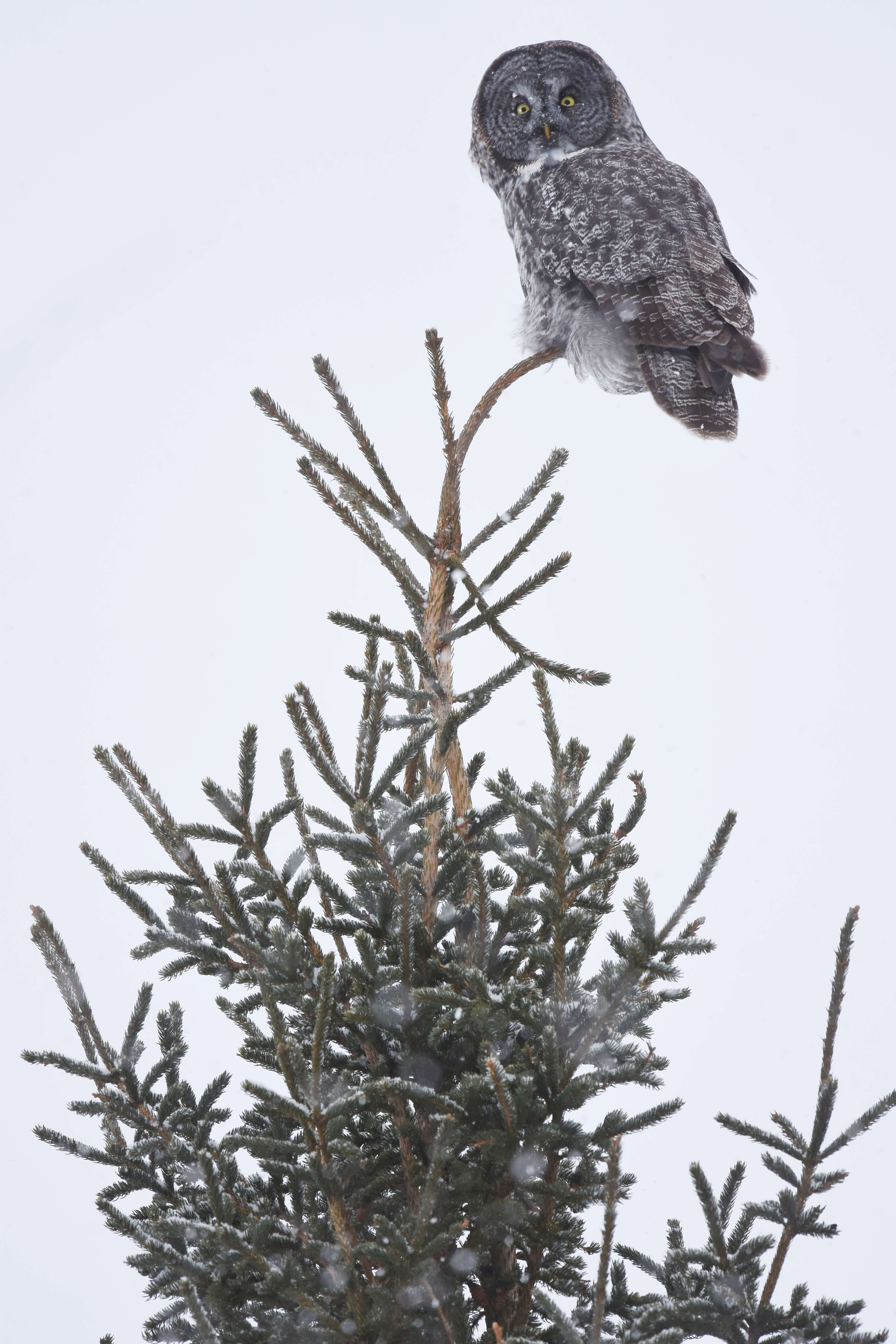 Image of Great Gray Owl