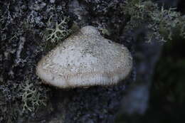 Image of birch polypore