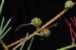Image of Grevillea oligomera (Mc Gill.) P. M. Olde & N. R. Marriott