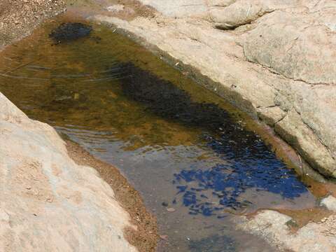 Image of marbled rubber frog