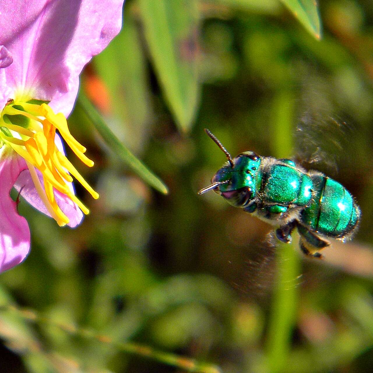 Image of Euglossa viridissima Friese 1899