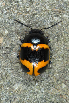 Image of Swamp Milkweed Leaf Beetle