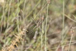 Image of Banded Argiope