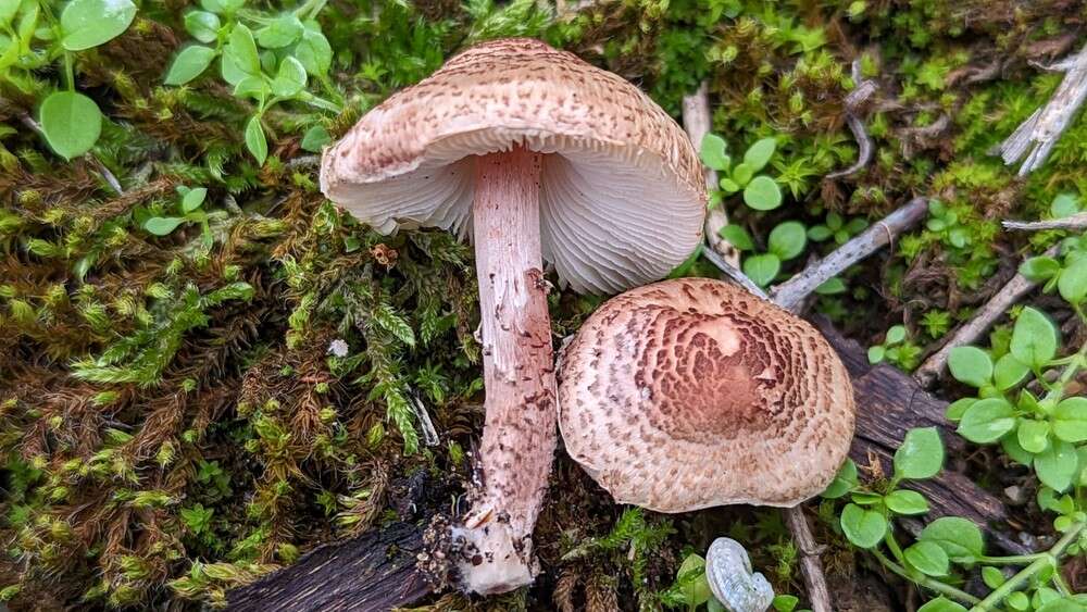 Imagem de Lepiota brunneolilacea Bon & Boiffard 1972