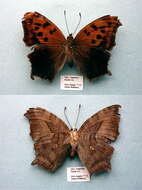 Imagem de Polygonia interrogationis Fabricius 1798