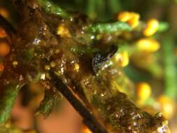 Image of Egg-shell Slime Mould