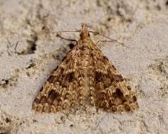 Image of twenty-plume moth