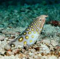 Image of Large-spotted snake eel