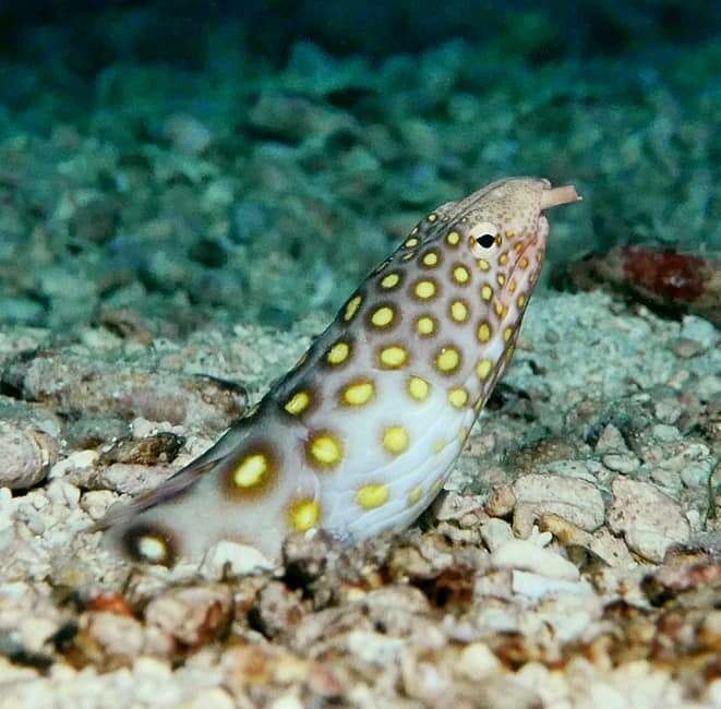 Image of Large-spotted snake eel